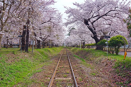 Cherry blossoms